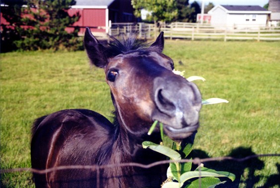 image of horse with weed in its mouth